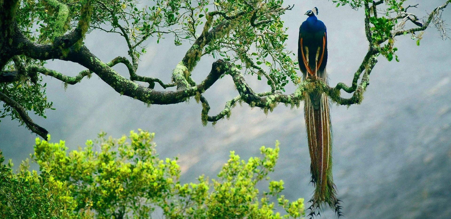 #slidecaption4 Wildlife and Birding